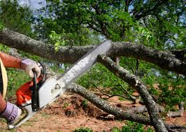 Best Tree Disease Treatment  in Cannon Af, NM