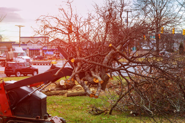 Best Emergency Tree Removal  in Cannon Af, NM