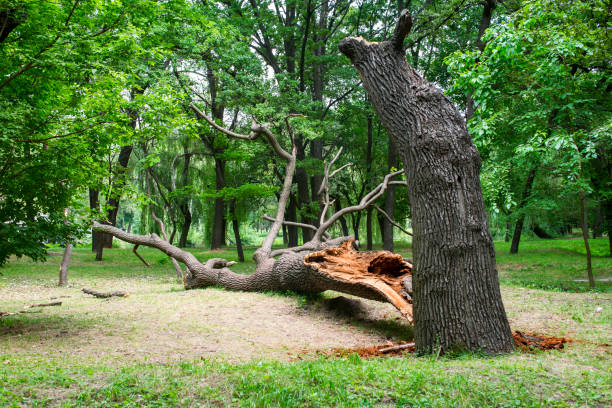 Best Storm Damage Tree Cleanup  in Cannon Af, NM