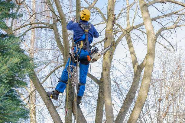 Best Arborist Consultation Services  in Cannon Af, NM