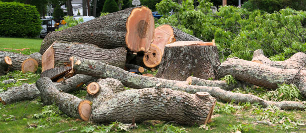 Best Stump Grinding and Removal  in Cannon Af, NM