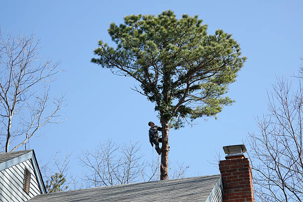 Best Tree and Shrub Care  in Cannon Af, NM